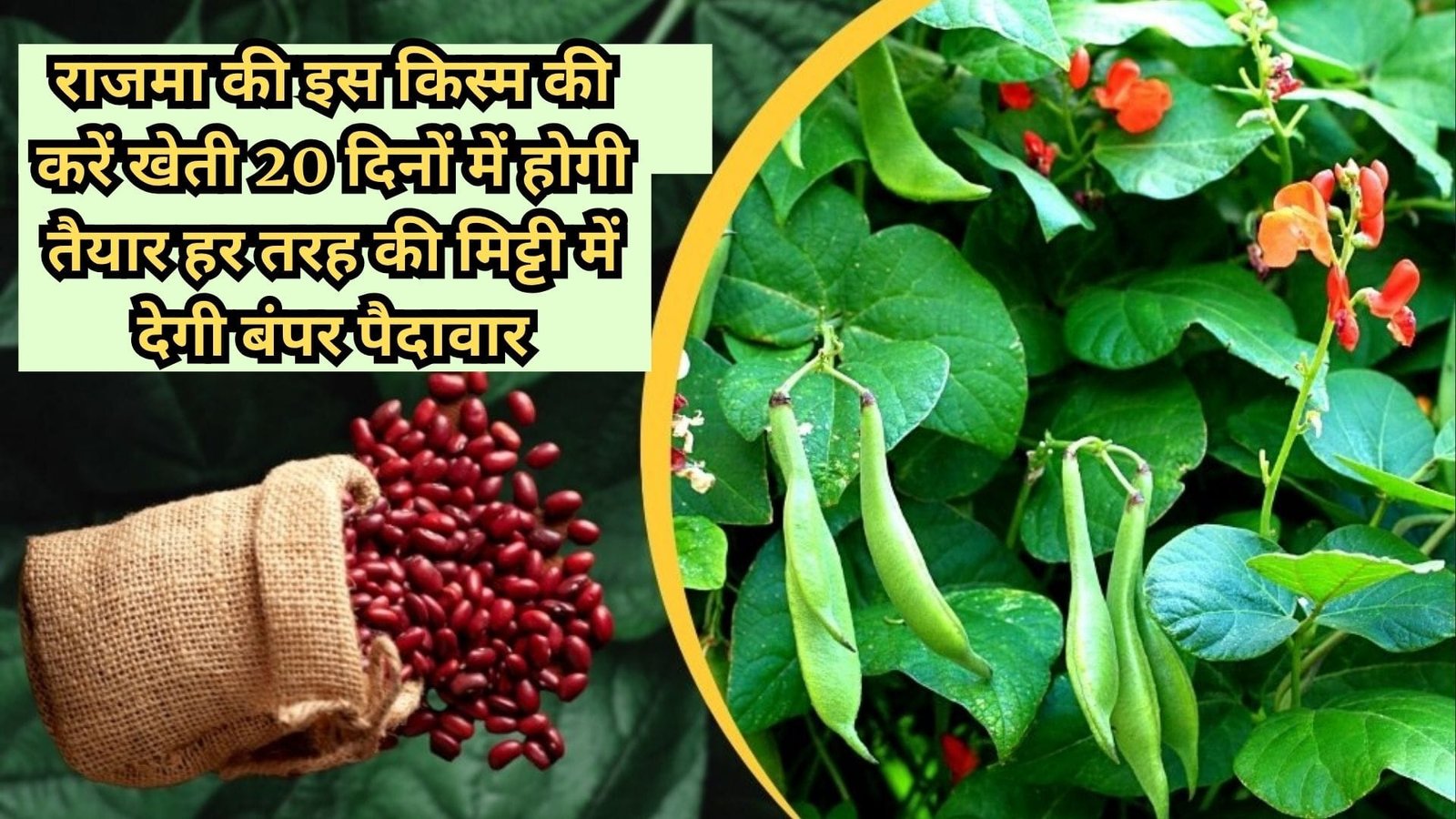 राजमा की इस किस्म की करें खेती, मार्केट में है बहुत मांग 120 दिनों में होगी तैयार हर तरह की मिट्टी में देगी बंपर पैदावार, जाने नाम