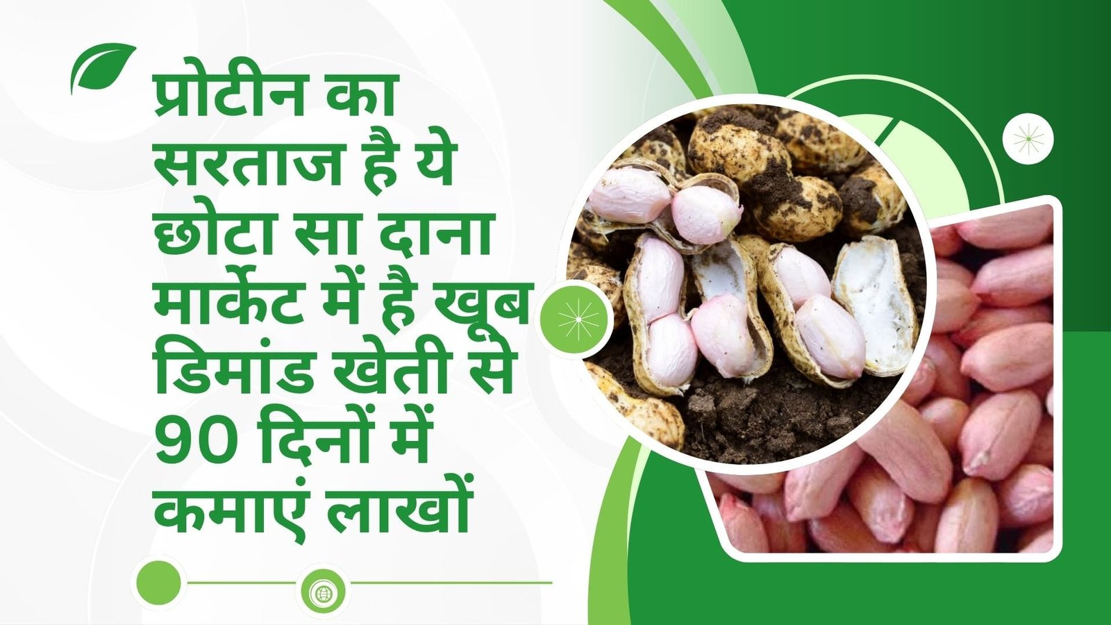 प्रोटीन का सरताज है ये छोटा सा दाना, मार्केट में है खूब डिमांड खेती से 90 दिनों में कमाएं लाखों रूपए हो जायेंगे धनवान, जाने नाम