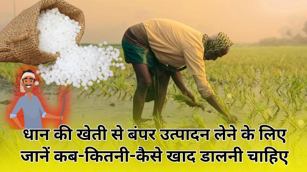 धान की पैदावार बढ़ाने के लिए खाद