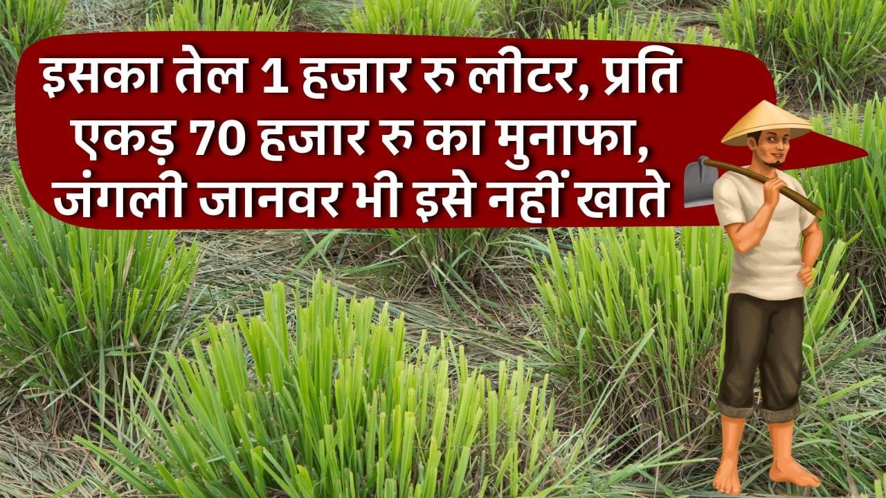 लेमनग्रास की खेती