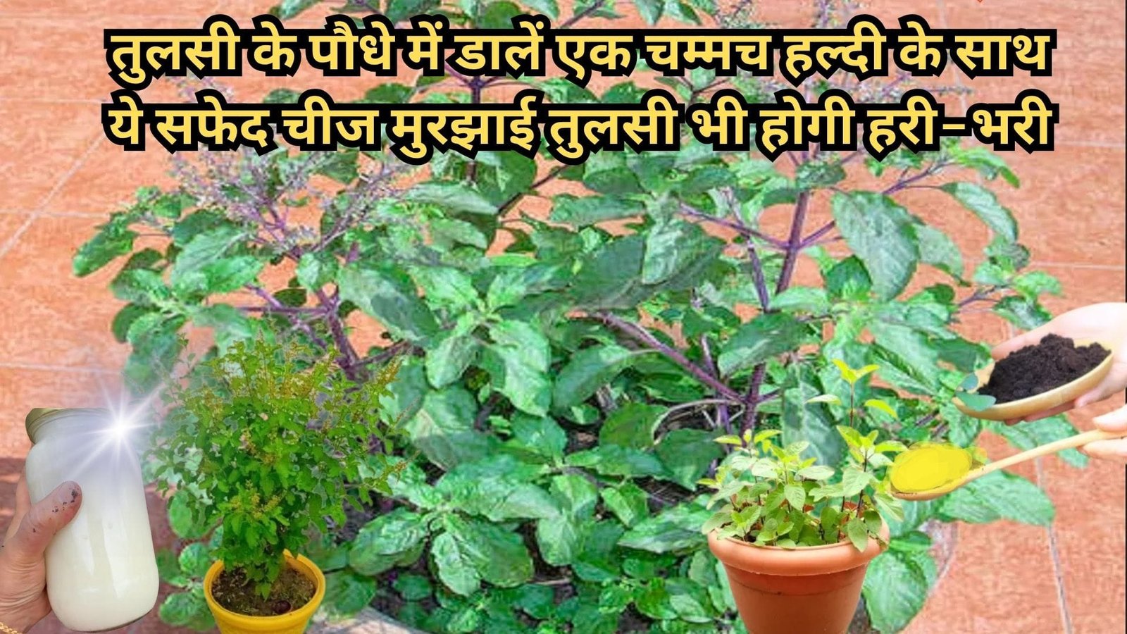 Gardening tips: तुलसी के पौधे में डालें एक चम्मच हल्दी के साथ ये सफेद चीज, मुरझाई तुलसी भी होगी हरी-भरी धन समृद्धि में होगी तेजी से वृद्धि