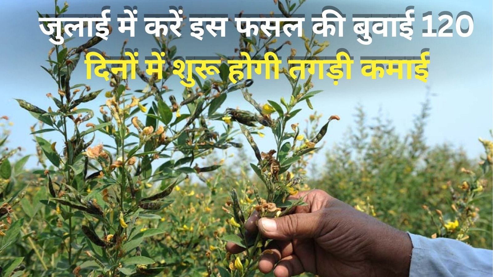 जुलाई में करें इस फसल की बुवाई, 120 दिनों में शुरू होगी तगड़ी कमाई एकबार पौधे लगाने के बाद 5 साल तक होगा मुनाफा, जाने नाम