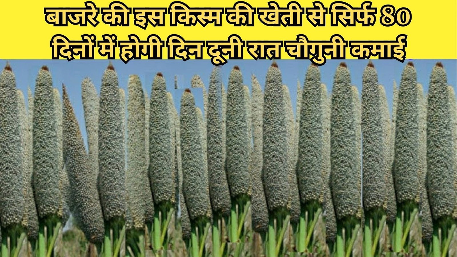 बाजरे की इस किस्म की खेती से सिर्फ 80 दिनों में होगी दिन दूनी रात चौगुनी कमाई, मार्किट है खूब डिमांड, जाने सम्पूर्ण जानकारी