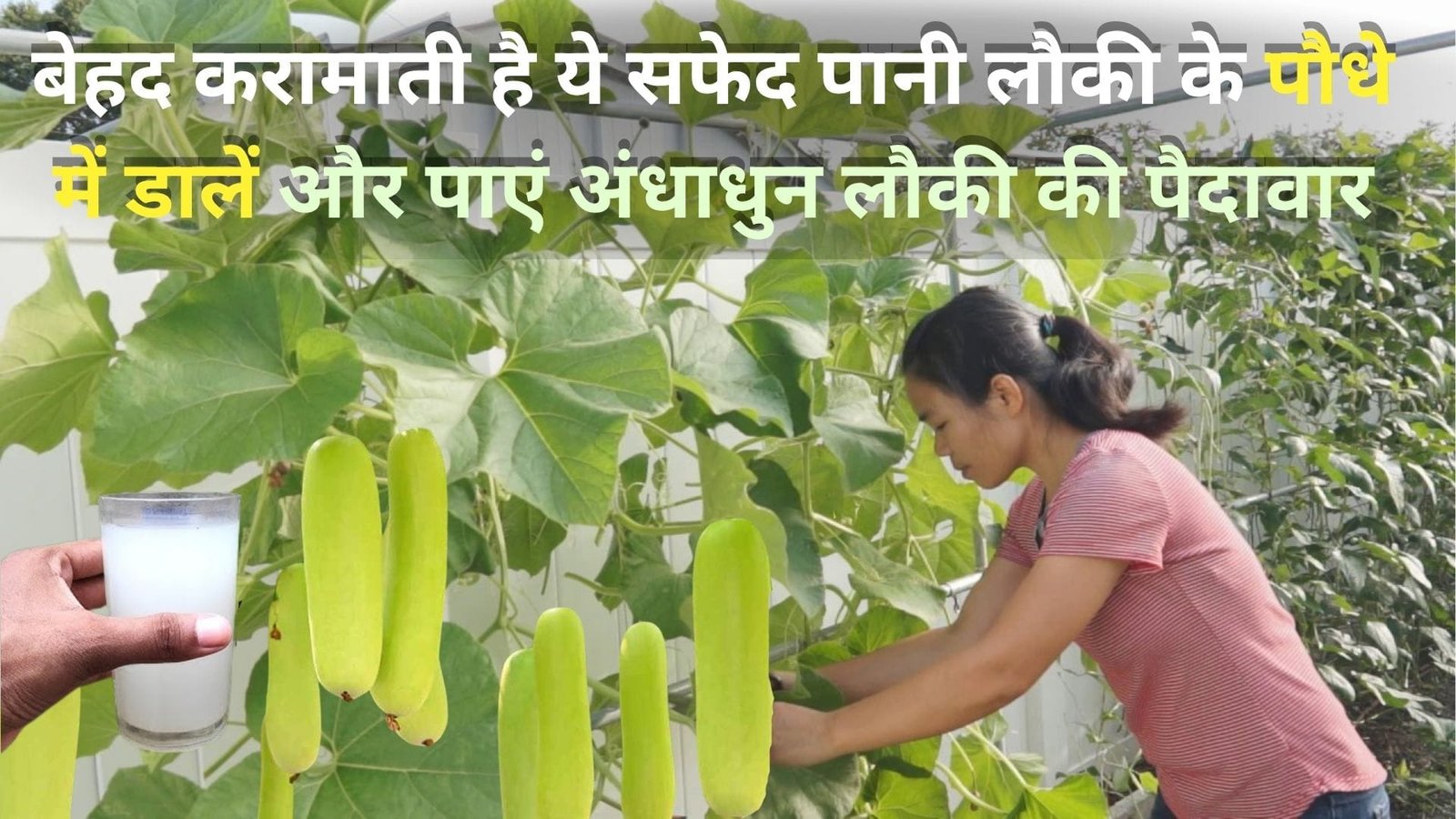 Gardening tips: बेहद करामाती है ये सफेद पानी, लौकी के पौधे में डालें और पाएं अंधाधुन लौकी की पैदावार पड़ोसियों को भी बाटते-बाटते थक जाएंगे