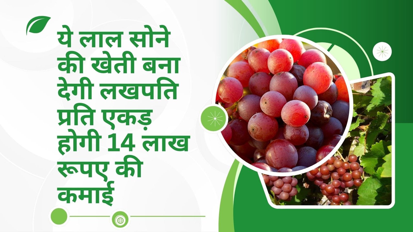 ये लाल सोने की खेती बना देगी लखपति, प्रति एकड़ होगी 14 लाख रूपए की कमाई मार्केट में है खूब डिमांड, जाने नाम