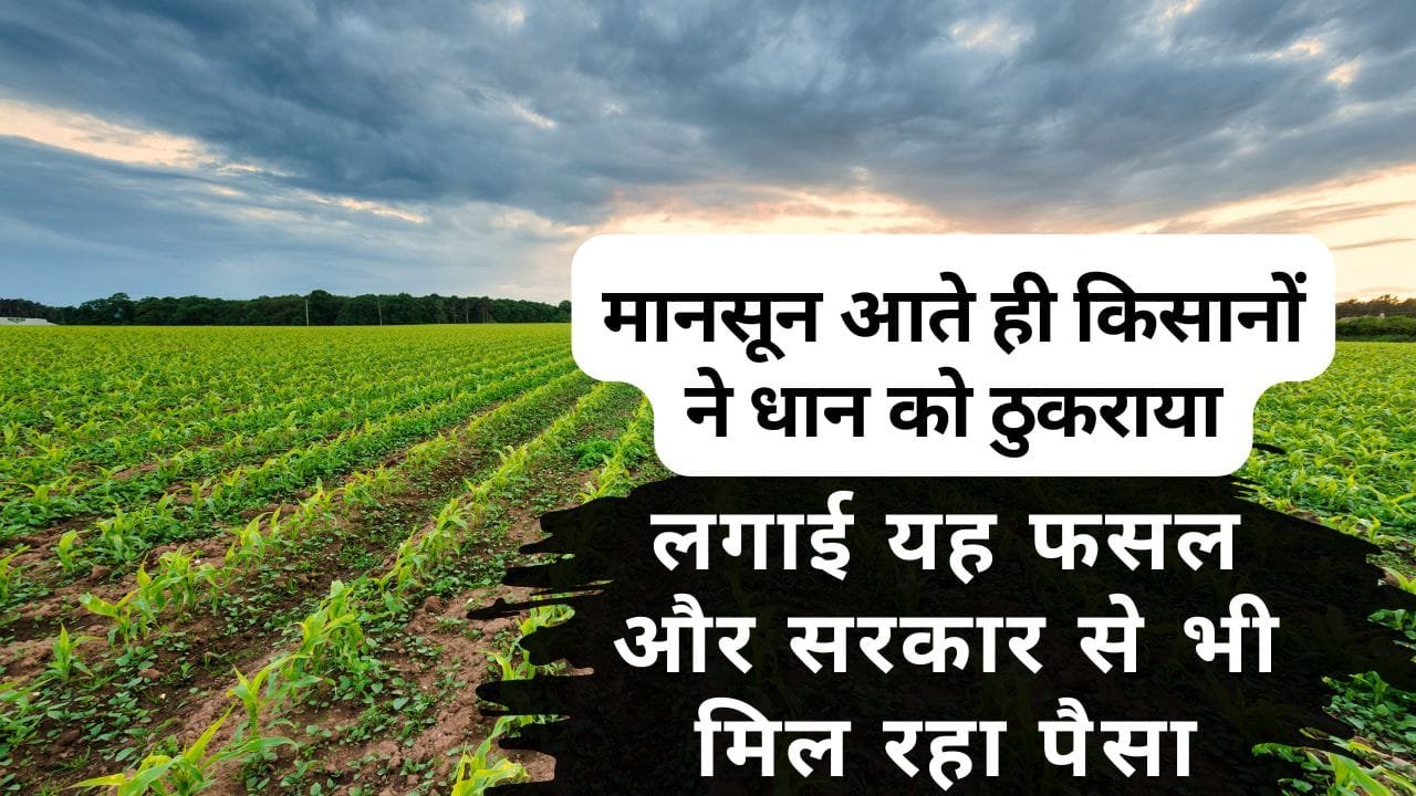 धान के बजाय यह फसल लगा रहे किसान