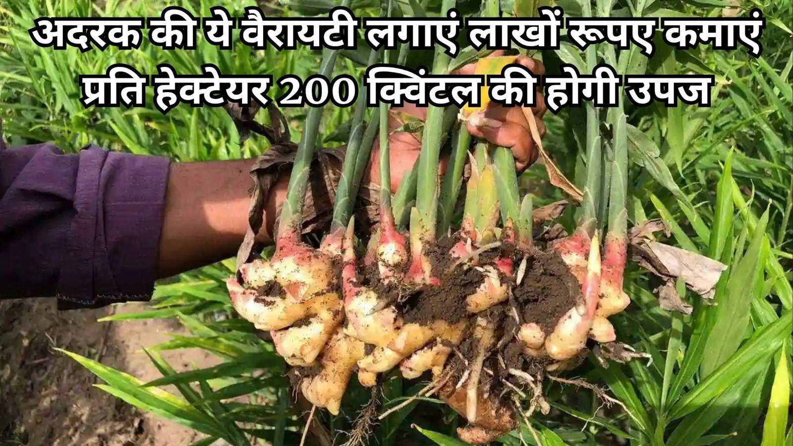 अदरक की ये वैरायटी लगाएं लाखों रूपए कमाएं, प्रति हेक्टेयर 200 क्विंटल की होगी उपज खेती से हो जाएंगे मालामाल, जाने नाम