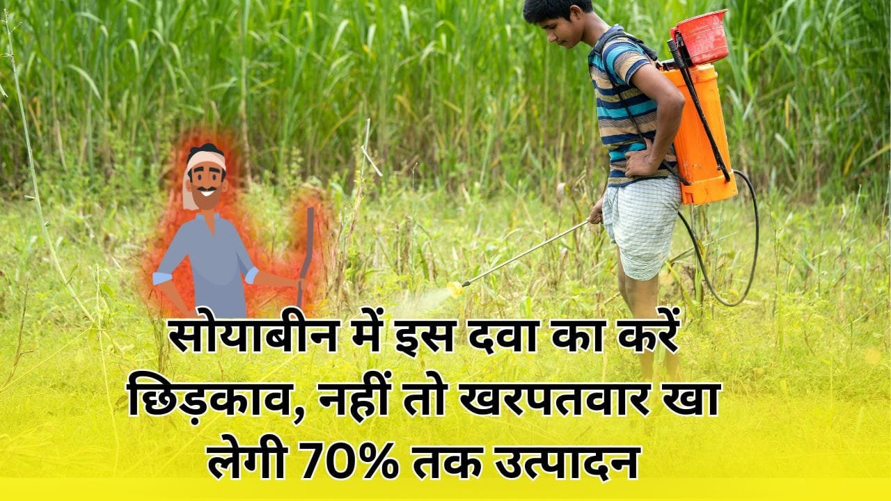 सोयाबीन में दूदी-काचरी खरपतवार