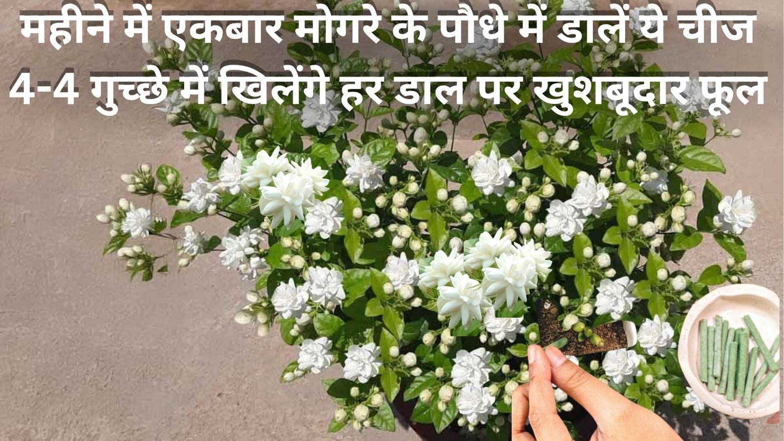 Gardening Tips: महीने में एकबार मोगरे के पौधे में डालें ये चमत्कारी चीज, 4-4 गुच्छे में खिलेंगे हर डाल पर खुशबूदार फूल, जाने नाम