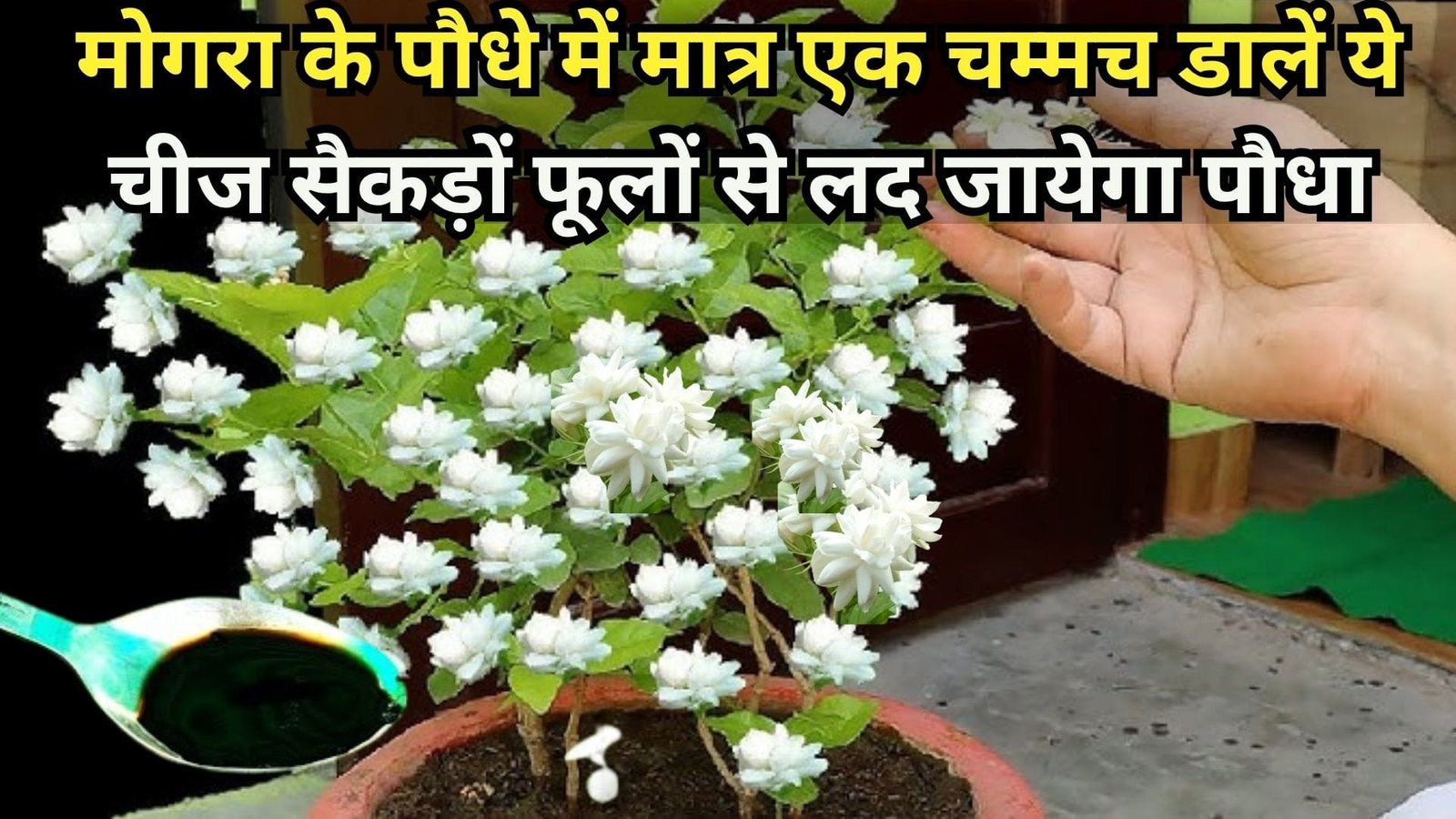 Gardening Tips: मोगरा के पौधे में मात्र एक चम्मच डालें ये चीज सैकड़ों फूलों से लद जायेगा पौधा नर्सरी वालों ने खुद इस्तेमाल करके दिखाया कमाल