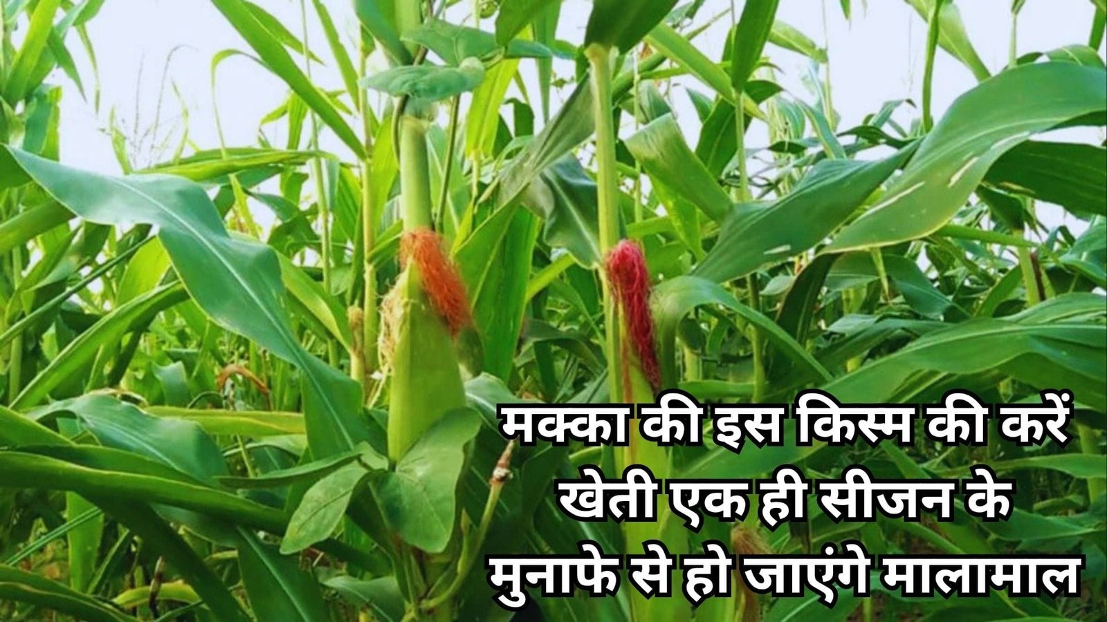 मक्का की इस किस्म की करें खेती, एक ही सीजन के मुनाफे से हो जाएंगे मालामाल बंपर उत्पादन से भर जाएंगे गोदाम मार्केट में है खूब डिमांड