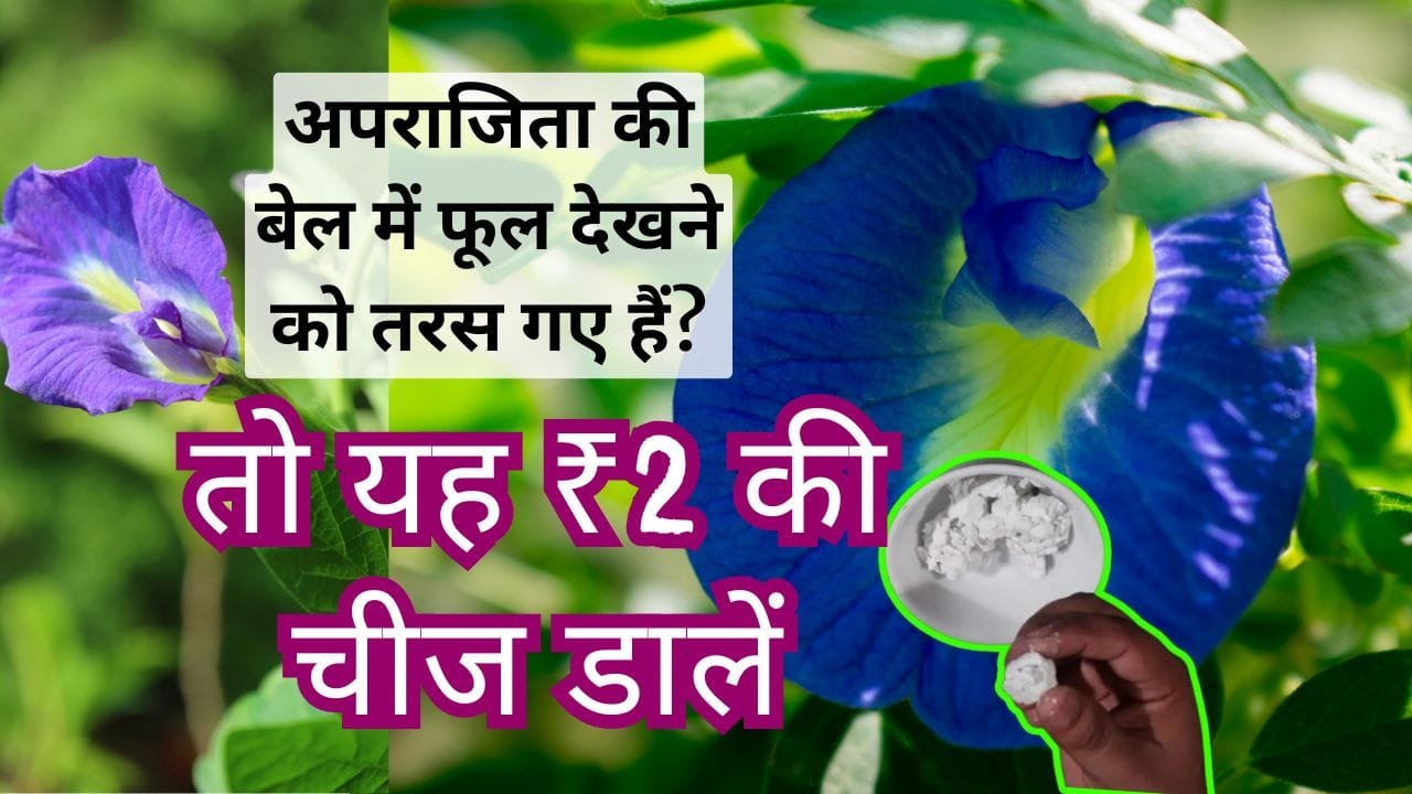 अपराजिता के लिए खाद