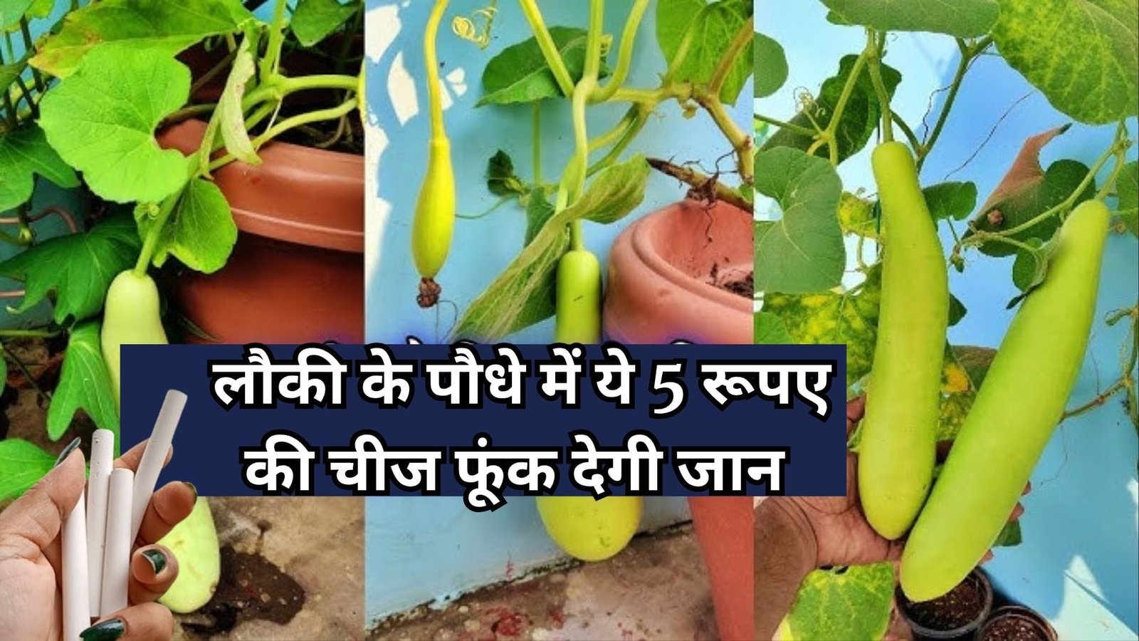 Gardening tips: लौकी के पौधे में ये 5 रूपए की चीज फूंक देगी जान, पौधे में डालें और देखें अनगिनत लौकी से लदी बेल, जाने पौधे से लौकी लेने का राज