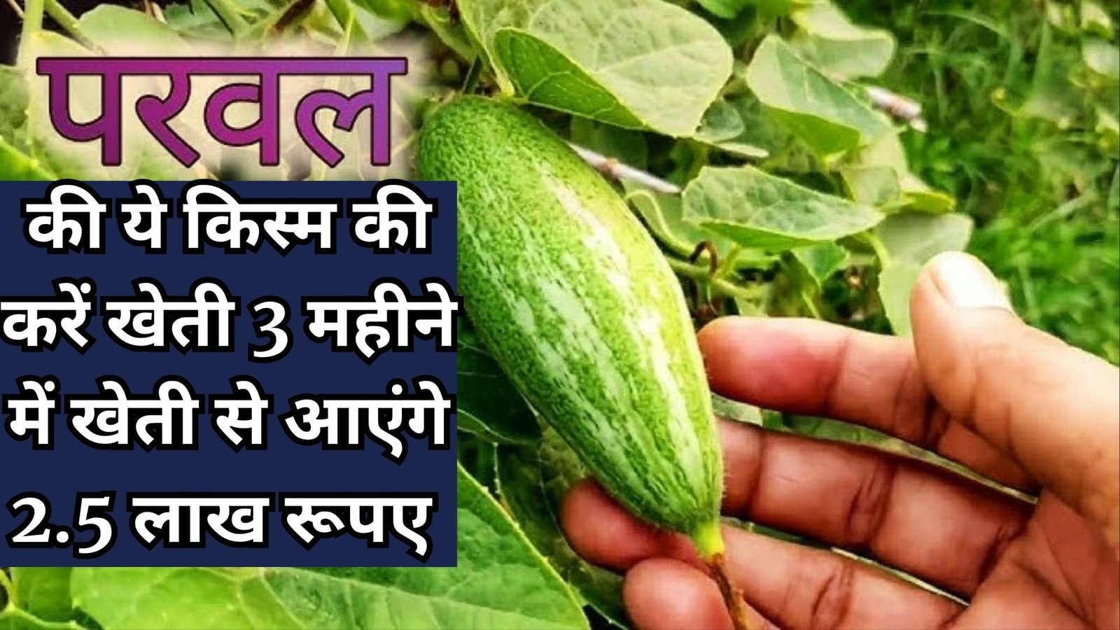 जुलाई में परवल की ये किस्म की करें खेती, 3 महीने में खेती से आएंगे 2.5 लाख रूपए मार्केट है खूब डिमांड मिठाई और सब्जी दोनों के लिए उपयुक्त, जाने नाम