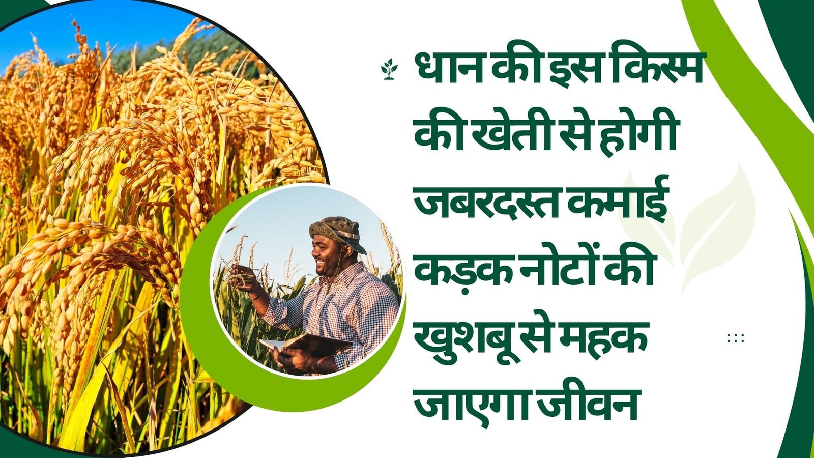 धान की इस किस्म की खेती से होगी जबरदस्त कमाई, कड़क नोटों की खुशबू से महक जाएगा जीवन मार्केट में है खूब डिमांड, जाने नाम