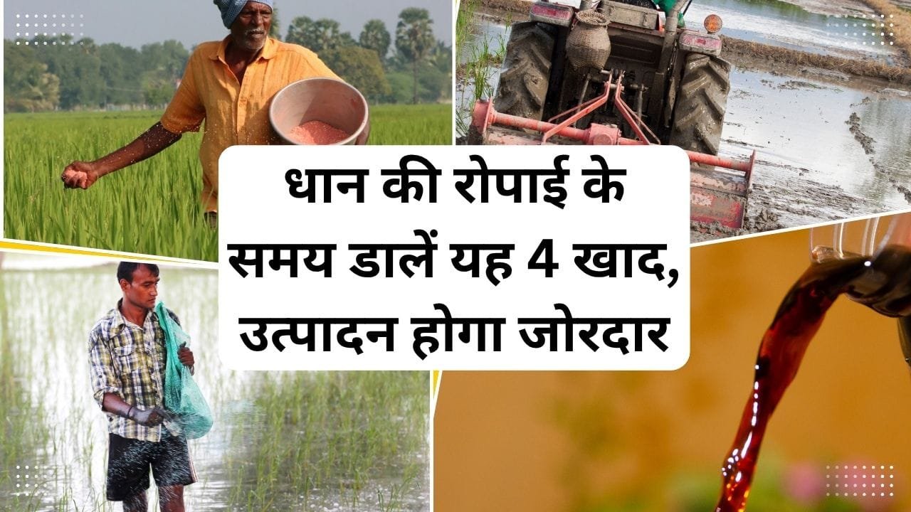 धान की रोपाई के समय खाद