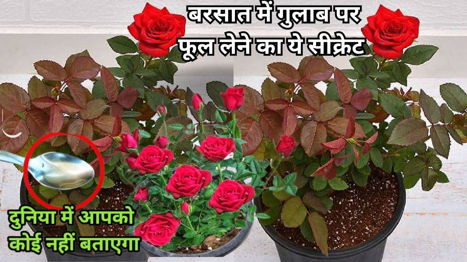 Gardening tips: बरसात में गुलाब का पौधा होगा हरा भरा फूलों से लदा, बस पौधे में डालें ये पावरफुल खाद और पाएं सैकड़ों फूल, जाने पौधे से फूल लेने का राज