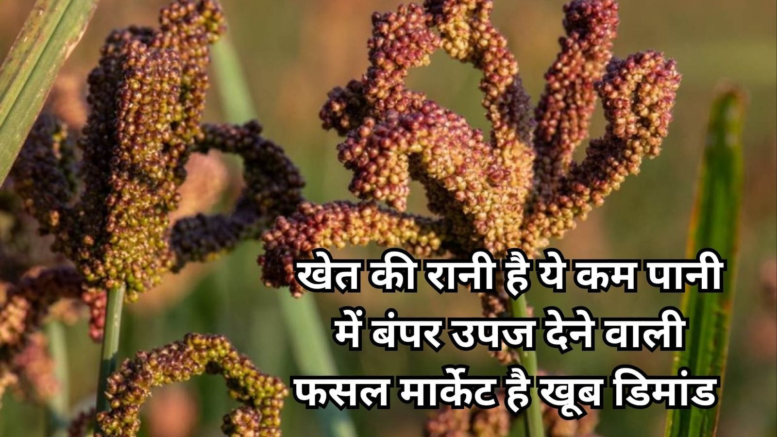 खेत की रानी है ये कम पानी में बंपर उपज देने वाली फसल, मार्केट है खूब डिमांड खेती से होगी दोगुनी कमाई, जाने नाम