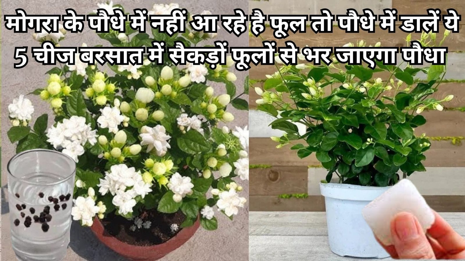 Gardening Tips: मोगरा के पौधे में नहीं आ रहे है फूल तो पौधे में डालें ये 5 चमत्कारी चीज, बरसात में अनगिनत फूलों से भर जाएगा पौधा