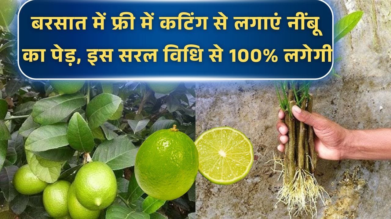 नींबू कटिंग से कैसे लगाएं