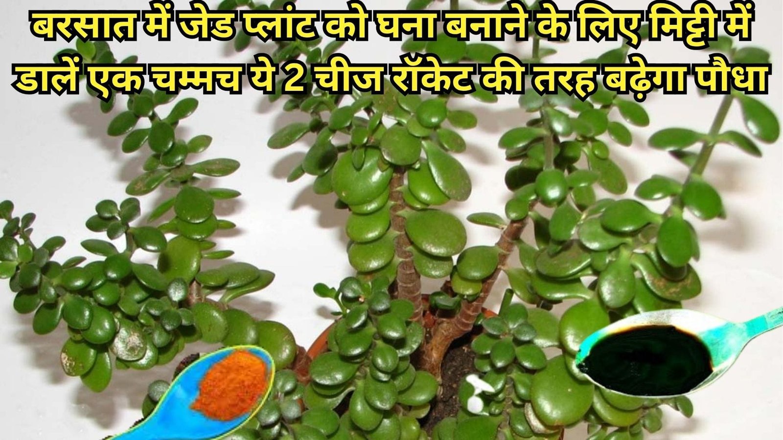 Gardening tips: बरसात में जेड प्लांट को घना बनाने के लिए मिट्टी में डालें एक चम्मच ये 2 चीज, रॉकेट की तरह बढ़ेगा पौधा, जाने नाम