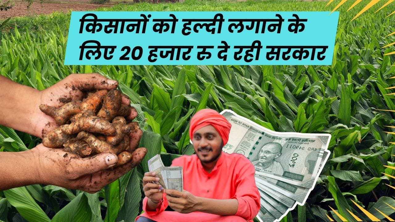 हल्दी की खेती के लिए सब्सिडी