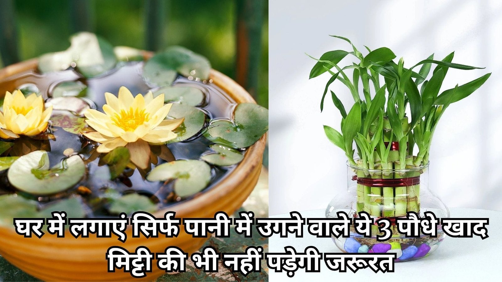 Gardening tips: घर में लगाएं सिर्फ पानी में उगने वाले ये 3 पौधे, खाद मिट्टी की भी नहीं पड़ेगी जरूरत घर की सुंदरता में लग जायेंगे 4 चाँद