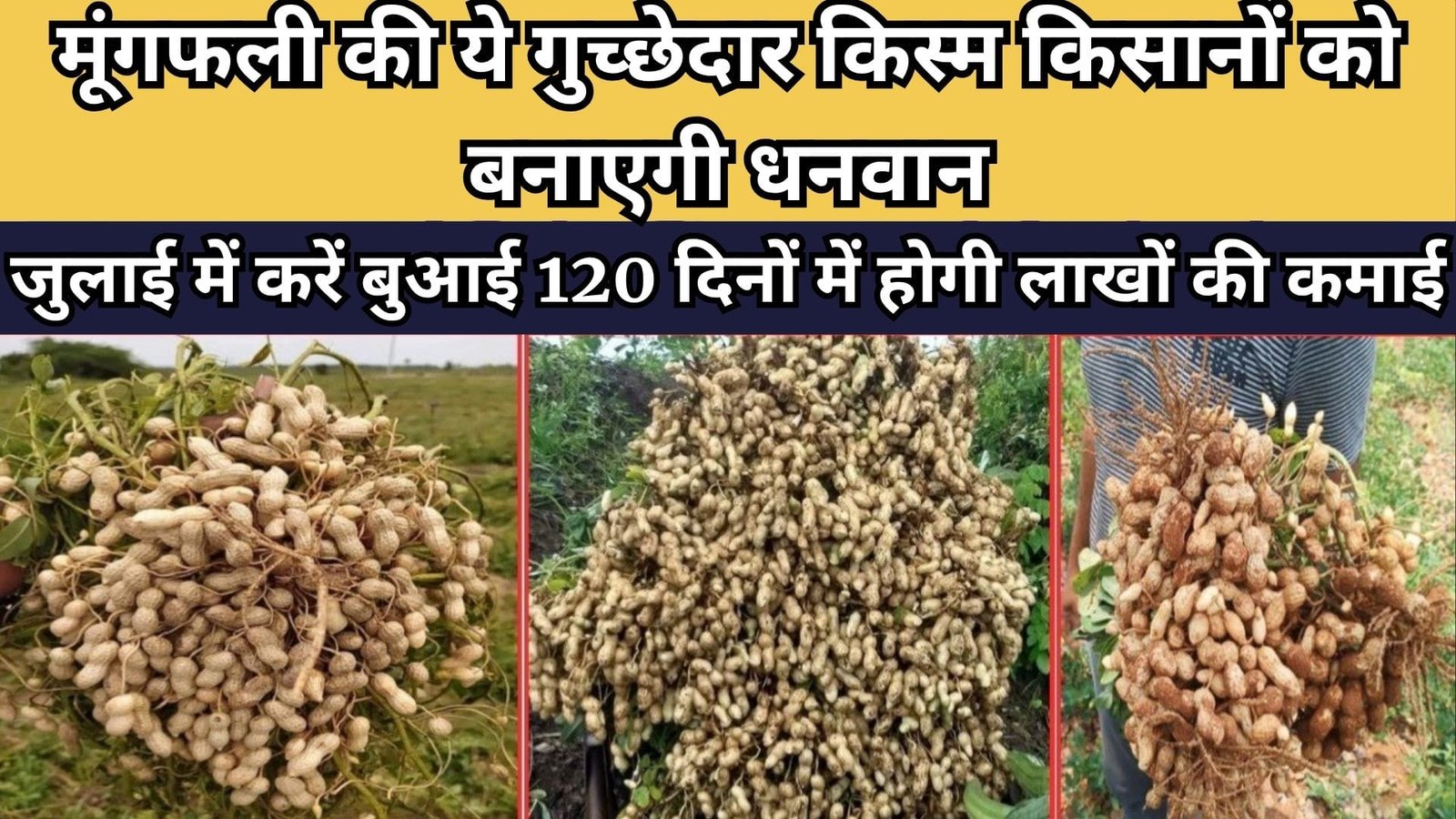 मूंगफली की ये गुच्छेदार किस्म किसानों को बनाएगी धनवान, जुलाई में करें बुआई 120 दिनों में शुरू होगी लाखों की कमाई, जाने नाम