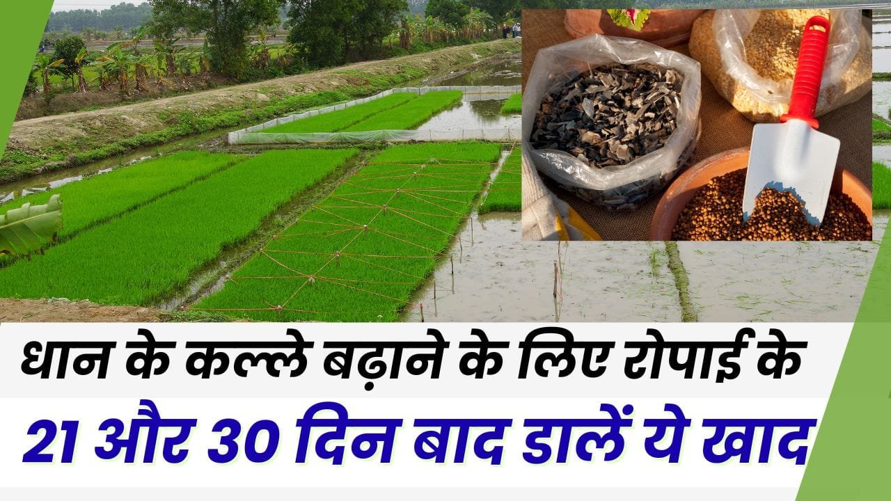 धान की रोपाई के 21 दिन बाद खाद