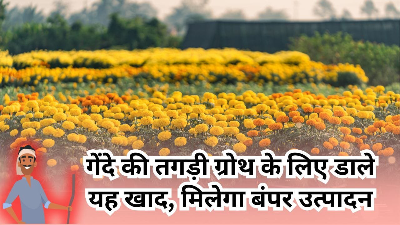 गेंदे के लिए खाद