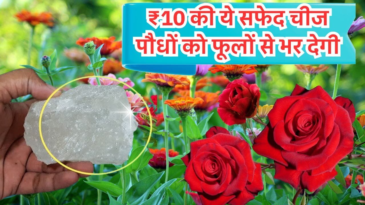 फिटकरी का इस्तेमाल पौधों में