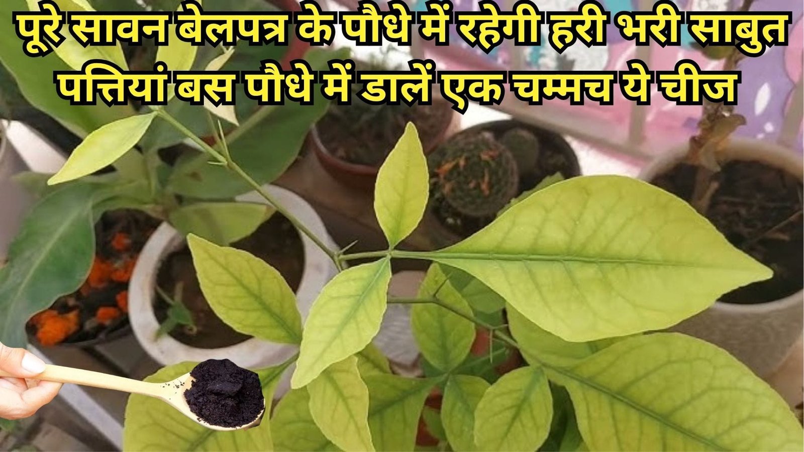 Gardening Tips: पूरे सावन बेलपत्र के पौधे में रहेगी हरी भरी साबुत पत्तियां, बस पौधे में डालें एक चम्मच ये चीज रॉकेट की स्पीड से बढ़ेगा पौधा, जाने नाम