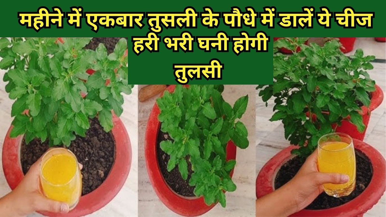 Gardening tips: महीने में एकबार तुसली के पौधे में डालें ये 2 फ्री की चीज, हरी भरी घनी होगी तुलसी नर्सरी वालों में खुद इस्तेमाल करके दिखाया कमाल