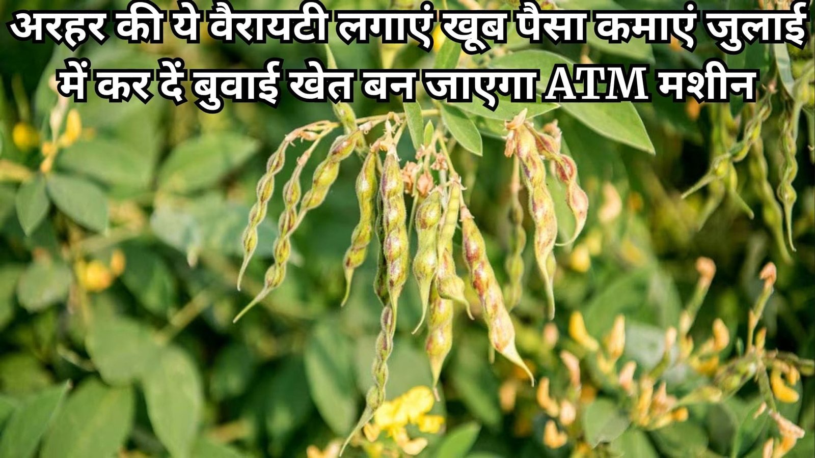 अरहर की ये वैरायटी लगाएं खूब पैसा कमाएं, जुलाई में कर दें बुवाई खेत बन जाएगा ATM मशीन हो जाएंगे मालामाल, जाने नाम