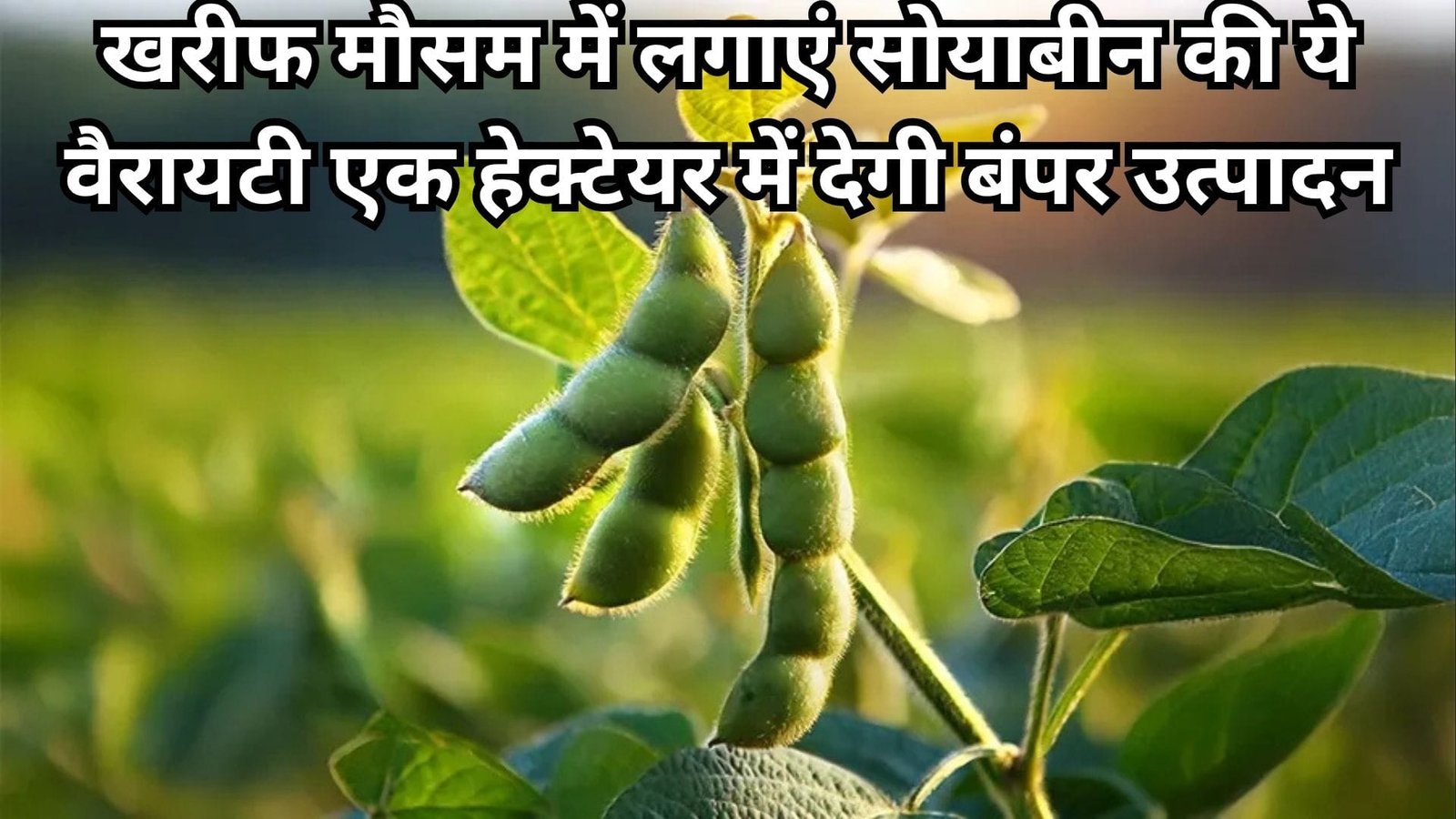 खरीफ मौसम में लगाएं सोयाबीन की ये वैरायटी, एक हेक्टेयर में देगी बंपर उत्पादन खेती से आएंगे लाखों रूपए, जाने नाम