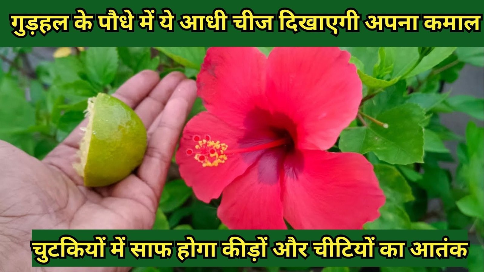 Gardening tips: गुड़हल के पौधे में ये आधी चीज दिखाएगी अपना कमाल, चुटकियों में साफ होगा कीड़ों और चीटियों का आतंक, जाने नाम