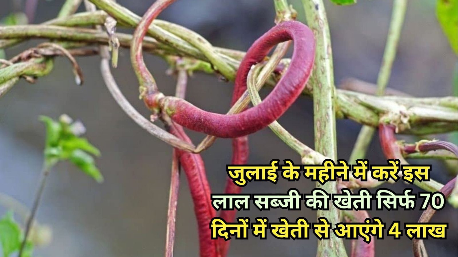जुलाई के महीने में करें इस लाल सब्जी की खेती, सिर्फ 70 दिनों में खेती से आएंगे 4 लाख रूपए मार्केट में दिन रात खूब डिमांड, जाने नाम