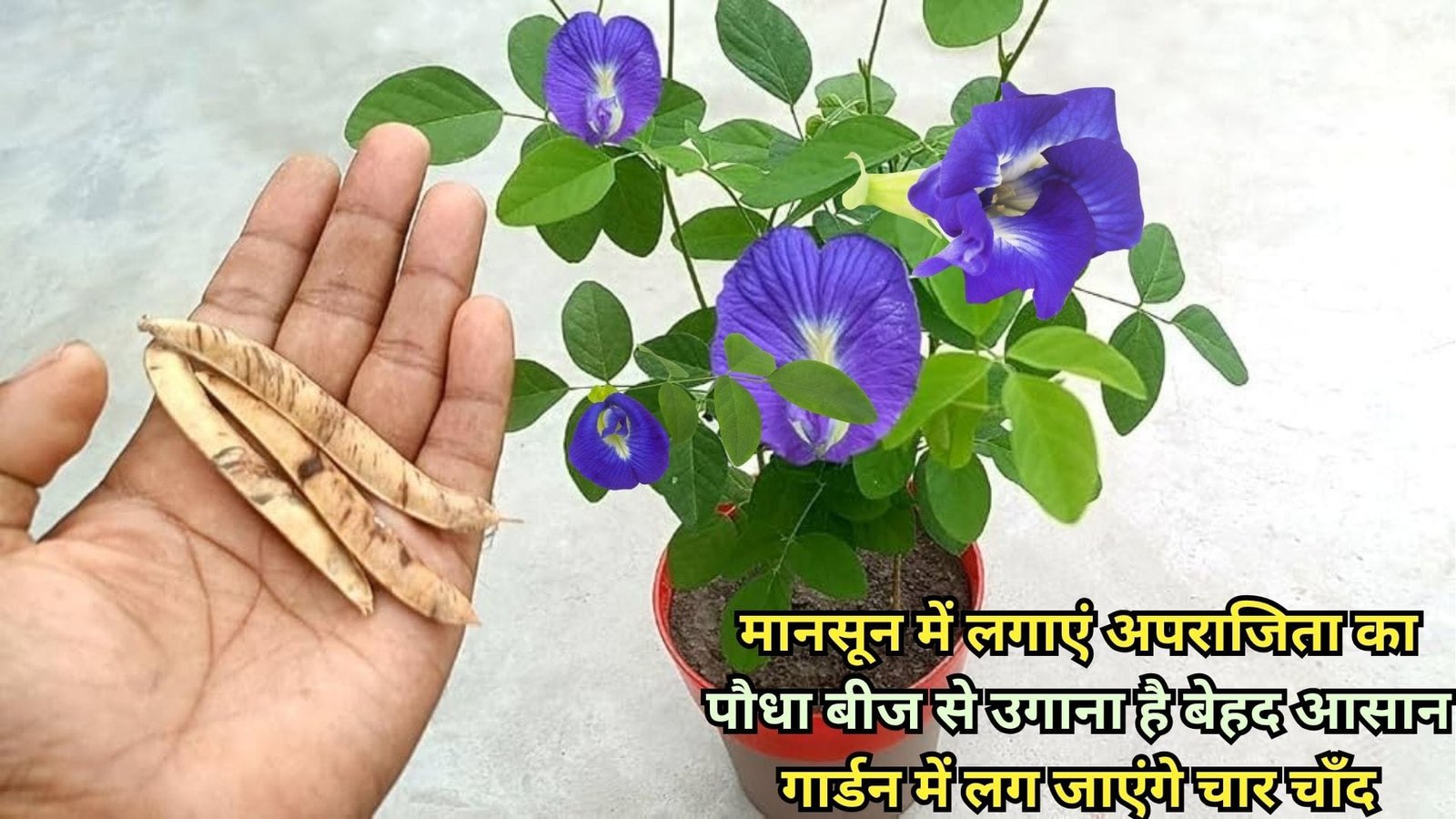 Gardening Tips: मानसून में लगाएं अपराजिता का पौधा, बीज से उगाना है बेहद आसान गार्डन में लग जाएंगे चार चाँद, जाने पौधा लगाने का सरल तरीका