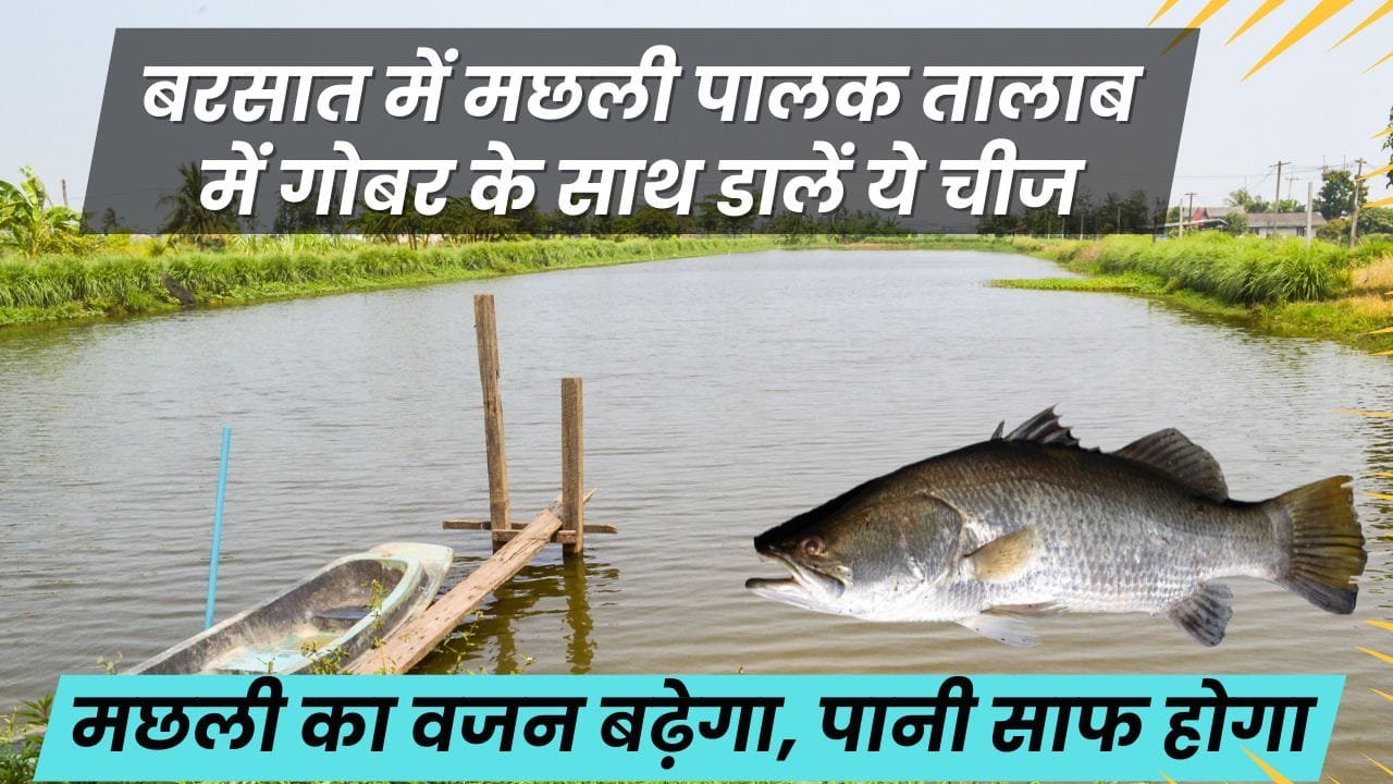 तालाब में गोबर के साथ चूना भी इस्तेमाल किया जा सकता है