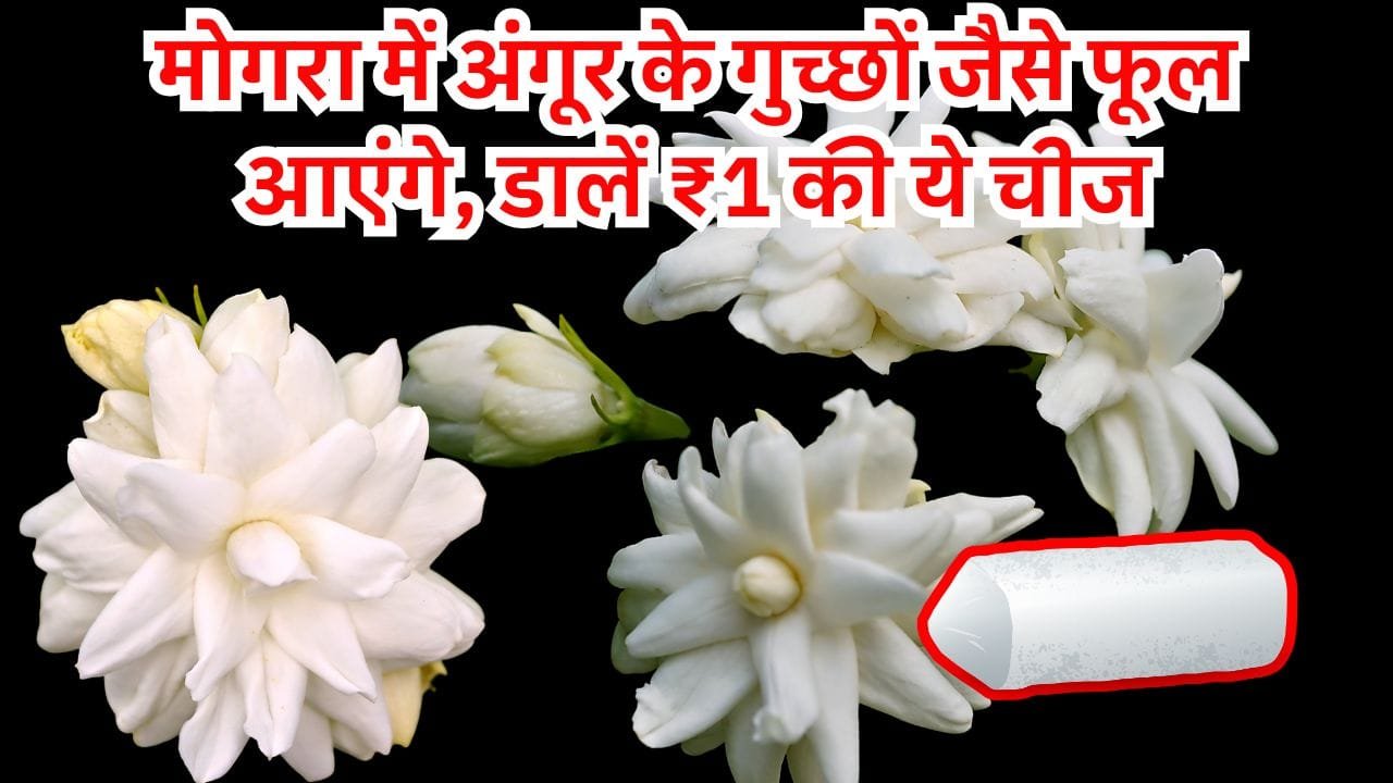 मोगरा के लिए ₹1 की खाद