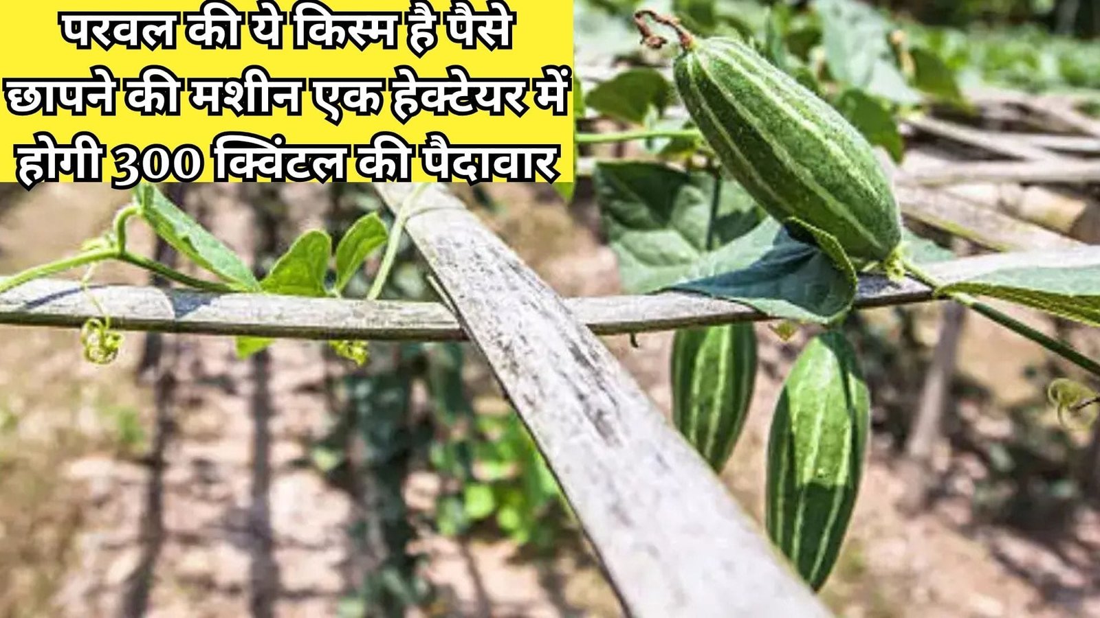 परवल की ये किस्म है पैसे छापने की मशीन, एक हेक्टेयर में होगी 300 क्विंटल की पैदावार मार्केट में है बहुत मांग, जाने नाम