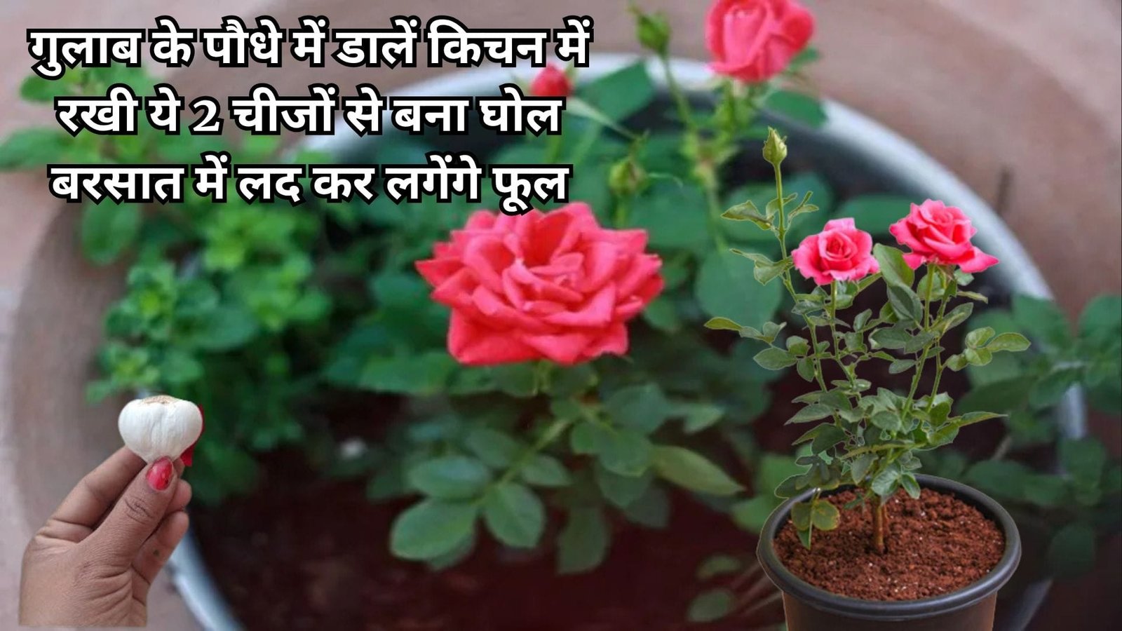Gardening Tips: गुलाब के पौधे में डालें किचन में रखी ये 2 चीजों से बना घोल, बरसात में लद कर लगेंगे फूल कीट फंगस भी रहेंगे पौधे से कोसों दूर