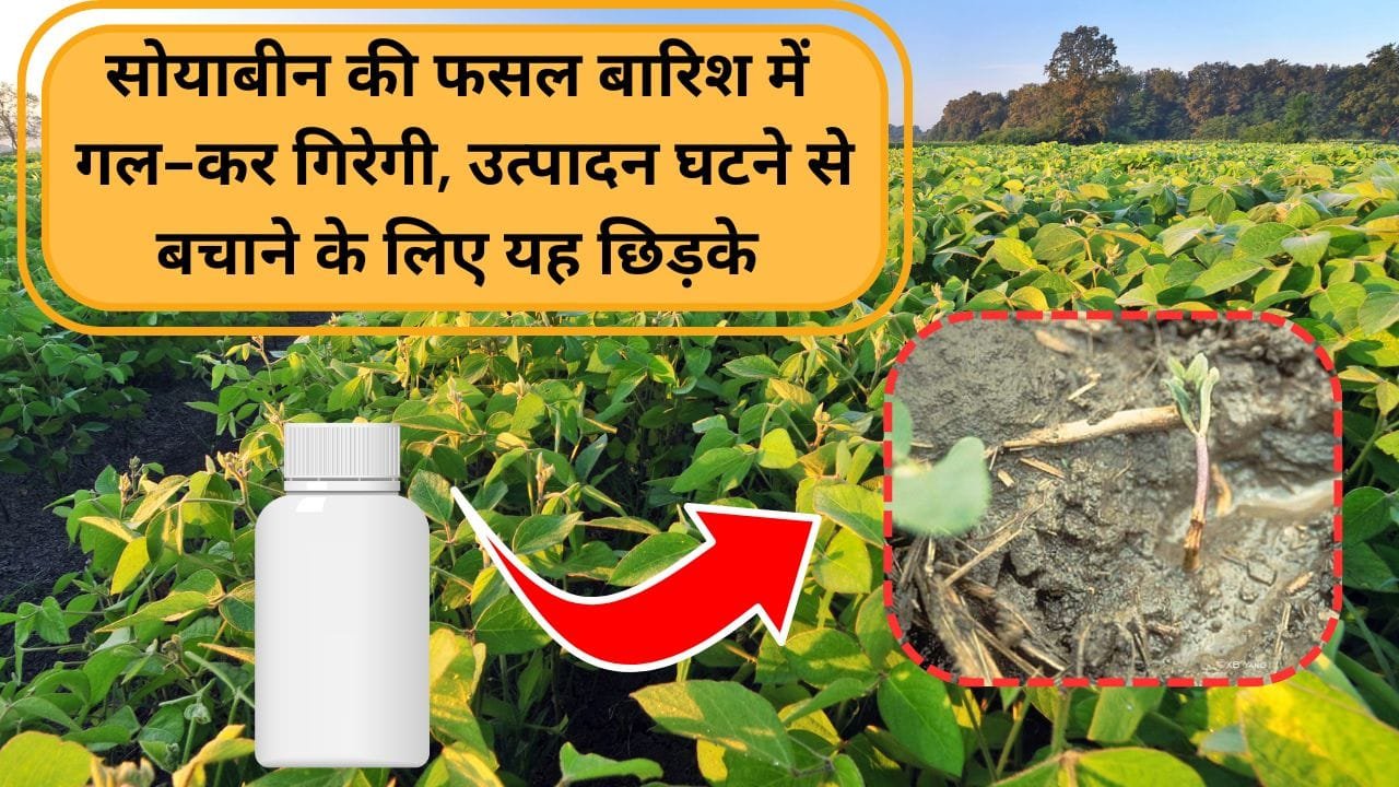 सोयाबीन की फसल में अगर डंपिंग ऑफ