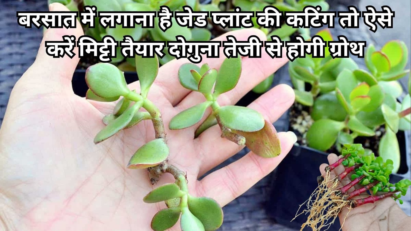 Gardening Tips: बरसात में लगाना है जेड प्लांट की कटिंग, तो ऐसे करें मिट्टी तैयार दोगुना तेजी से होगी ग्रोथ नर्सरी वालों ने स्वयं इस्तेमाक करके दिखाया कमाल