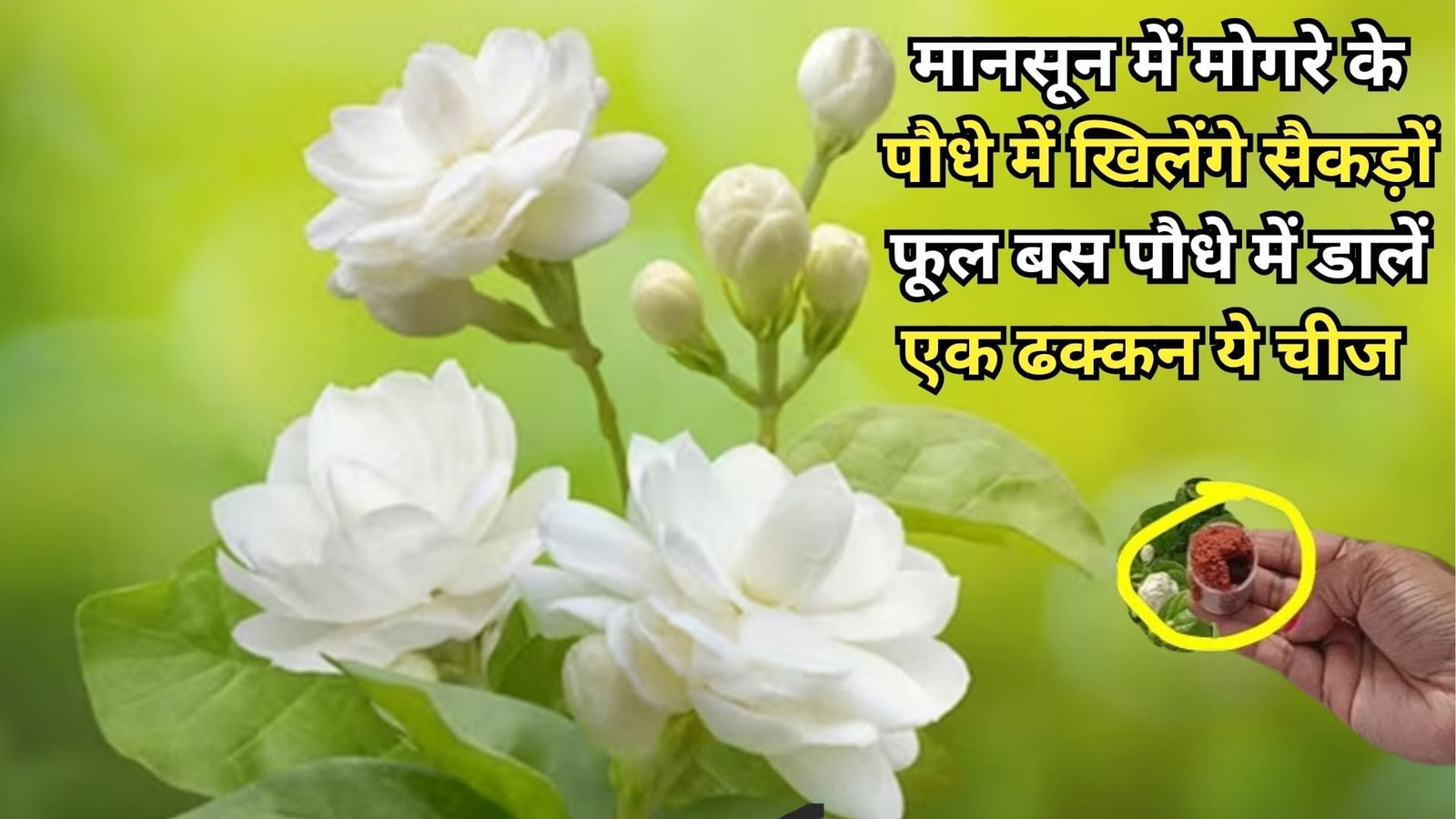 Gardening Tips: मानसून में मोगरे के पौधे में खिलेंगे सैकड़ों फूल, बस पौधे में डालें एक ढक्कन ये चीज पत्तियों से ज्यादा फूलों से भर जाएगा पौधा