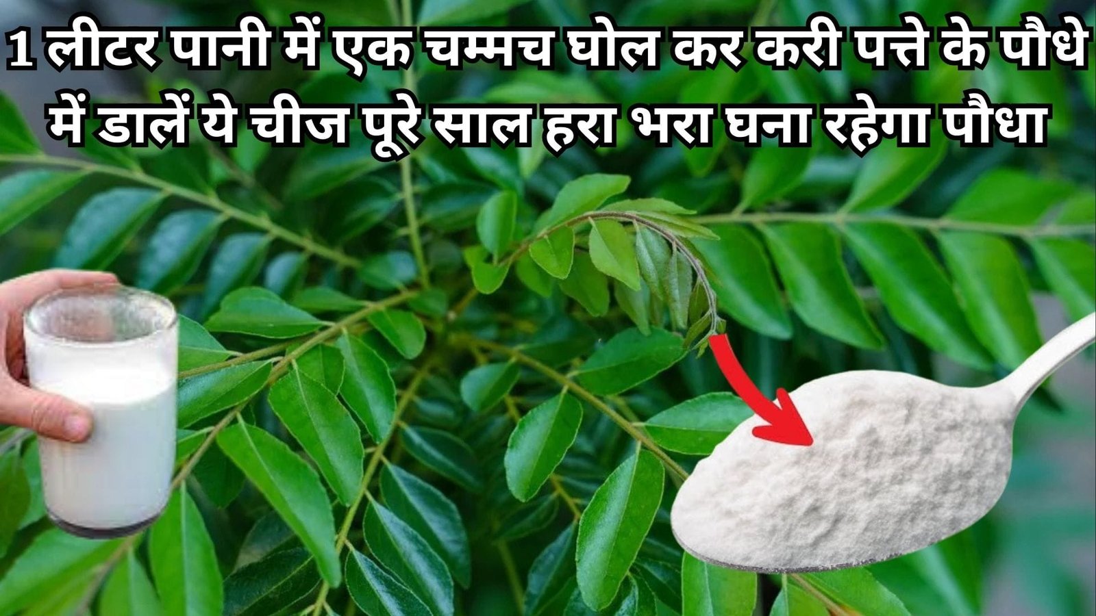 Gardening tips: 1 लीटर पानी में एक चम्मच घोल कर करी पत्ते के पौधे में डालें ये चीज, पूरे साल हरा भरा घना रहेगा पौधा, जाने नाम