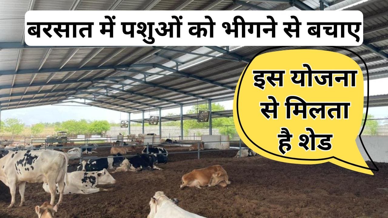 पशुओं के लिए यहां मिलेगा शेड