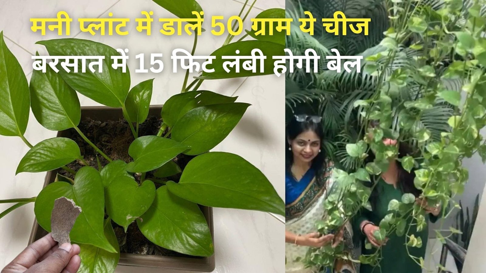 Gardening tips: मनी प्लांट की बेल में निकलेगी नई-नई पत्तियां, बस पौधे में डालें 50 ग्राम ये चीज बरसात में 15 फिट लंबी होगी बेल, जाने नाम