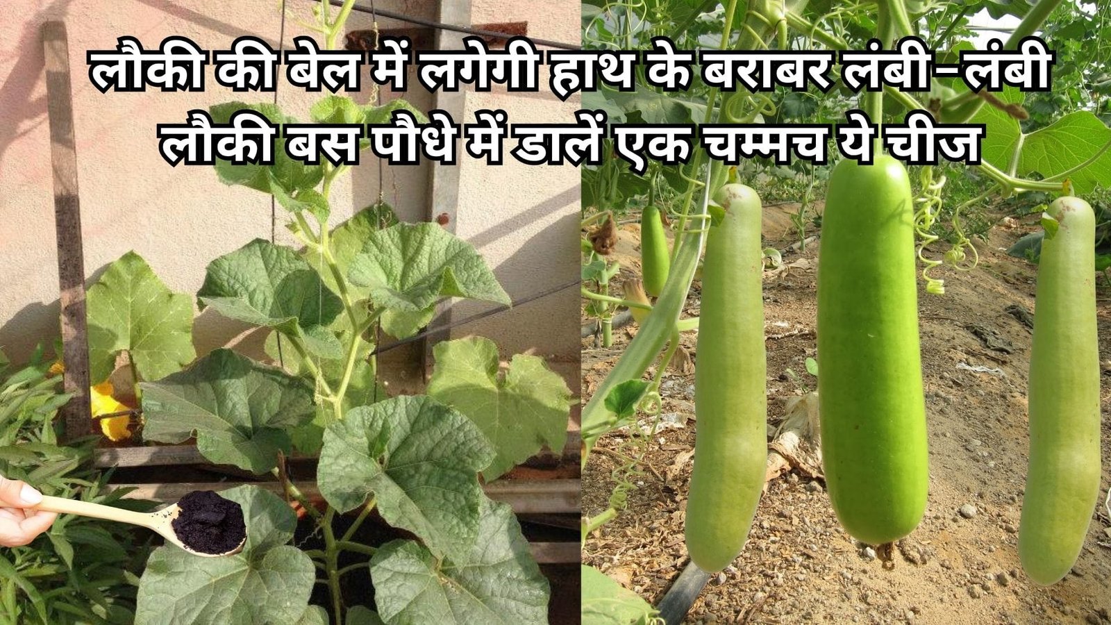 Gardening tips: लौकी की बेल में लगेगी हाथ के बराबर लंबी-लंबी लौकी, बस पौधे में डालें एक चम्मच ये चमत्कारी चीज फिर लौकी तोड़ते-तोड़ते थक जाएंगे