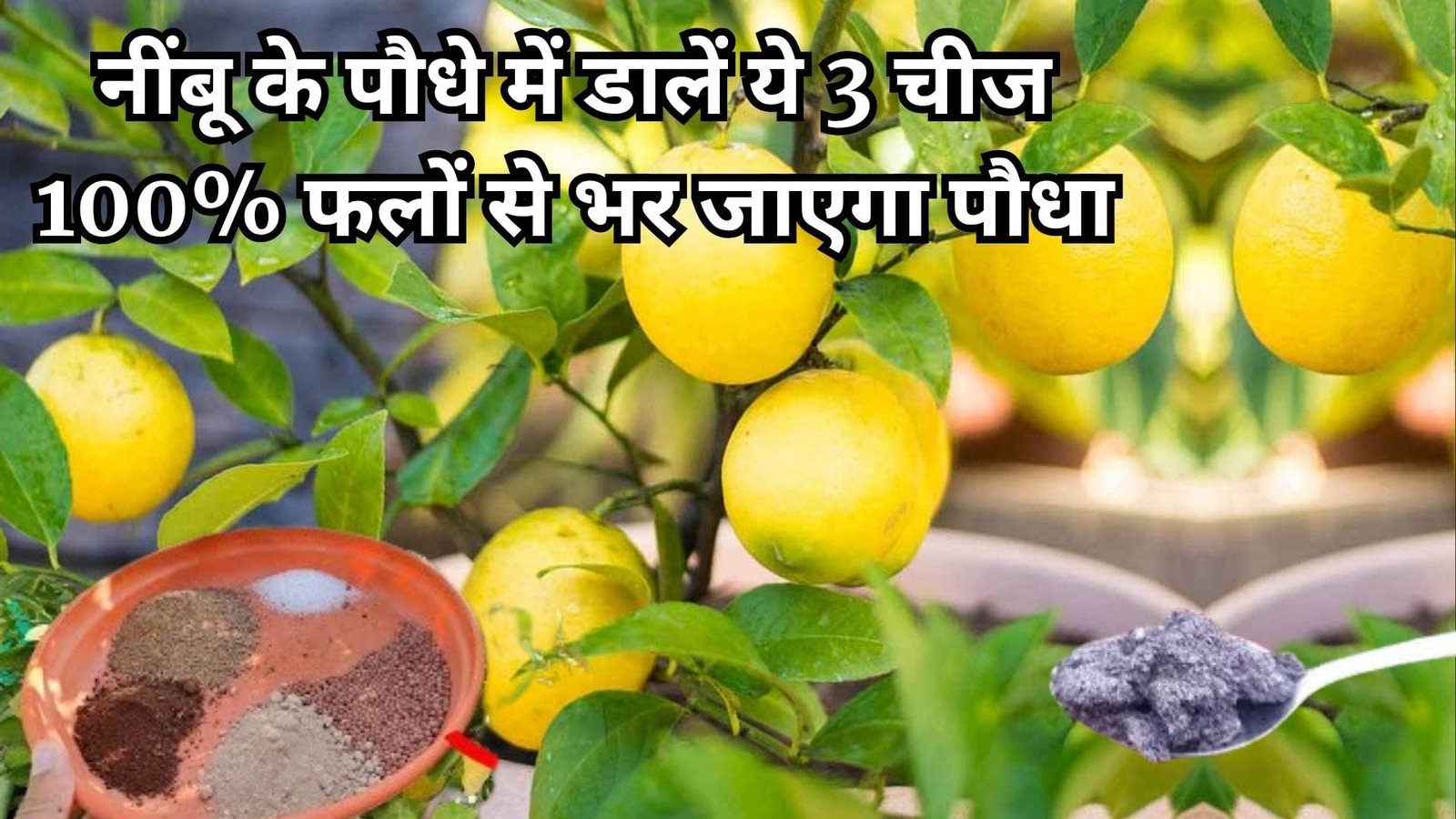 Gardening tips: नींबू के पौधे में डालें ये 3 चीज, 100% फलों से भर जाएगा पौधा कभी बाजार से नींबू खरीदने की नहीं पड़ेगी जरूरत, जाने नाम